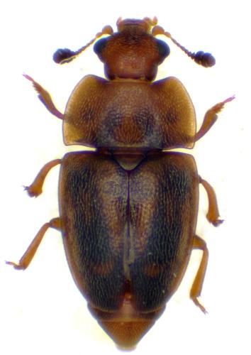 Epuraea imperialis